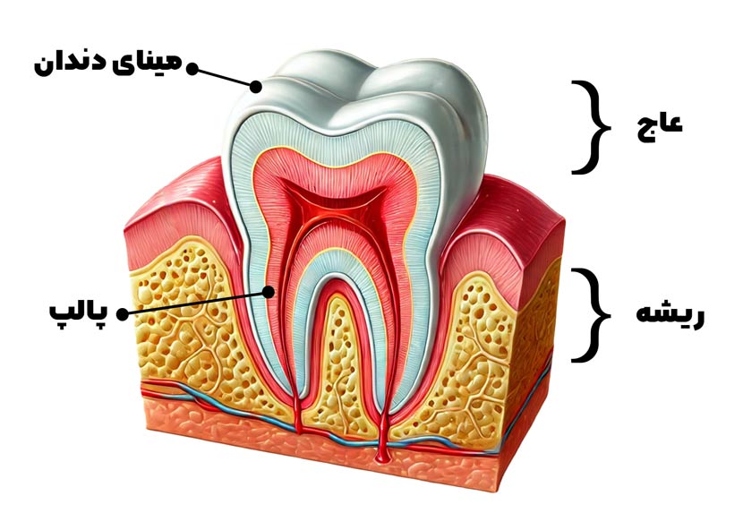 ساختار دندان